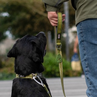 DOG Copenhagen Urban Style Collar